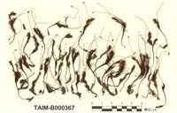 藏品(疣小金髮苔)的圖片